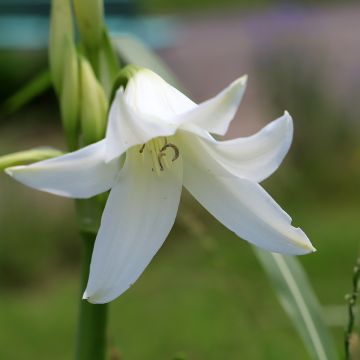 Crinum powellii Branco