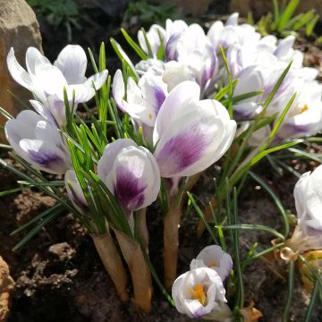 Açafrão-da-primavera Prins Claus - Crocus vernus