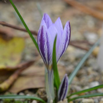 Crocus laevigatus Fontenayi