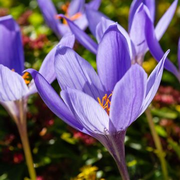 Crocus speciosus Artabir