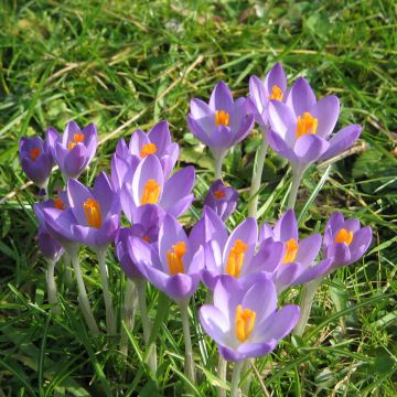 Crocus tommasinianus Barrs Purple