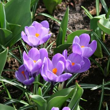 Açafrão-da-primavera Remembrance - Crocus vernus