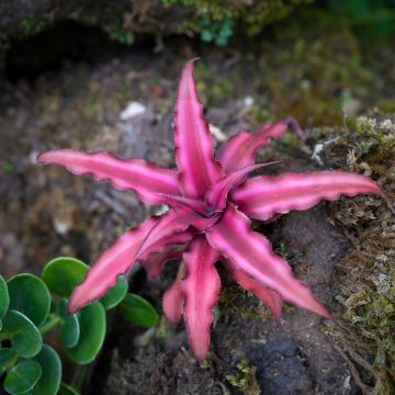 Cryptanthus Super Pink - Estrela-Terrestre