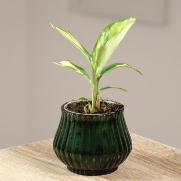 Ctenanthe lubbersiana Golden Mosaic