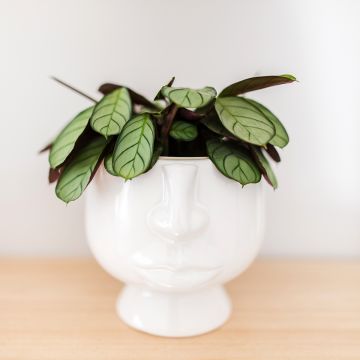 Ctenanthe Amagris - Bamburanta