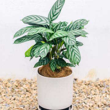 Ctenanthe Compactstar - Bamburanta
