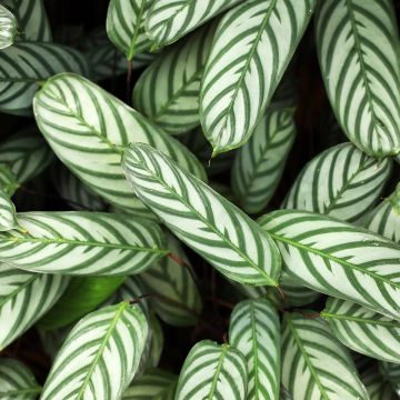 Ctenanthe setosa - Bamburanta