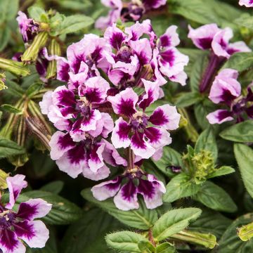 Cuphea procumbens Heatbeat Amethyst