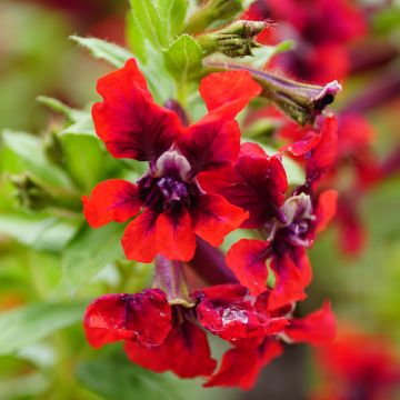 Cuphea procumbens Heatbeat Vulcano