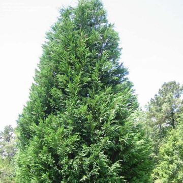 Cipreste-de-Leyland Oger - Cupressocyparis × leylandii