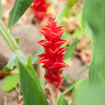 Curcuma alismatifolia Vermelho