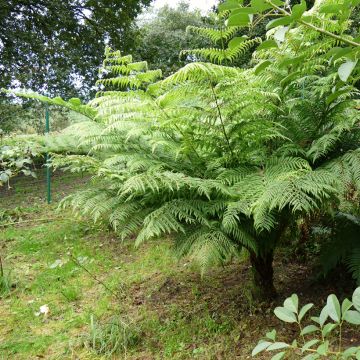 Cyathea australis