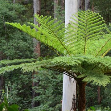 Cyathea cooperi