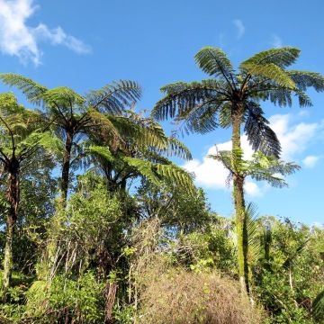 Cyathea medullaris