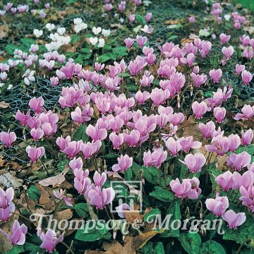 Cyclamen All The Year Round Flowering Mixed em sementes