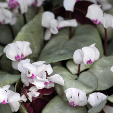 Cyclamen coum Branco folhagem cinza