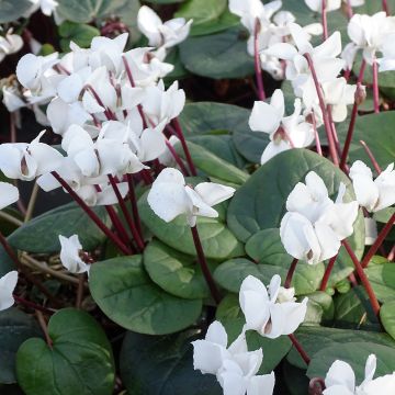 Cyclamen coum Branco folhagem verde