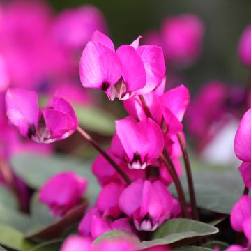 Cyclamen coum Fuschia folhagem verde