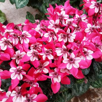 Cyclamen Mini Djix Red