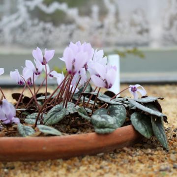 Cyclamen cilicium rosa