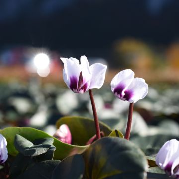 Cyclamen coum Branco