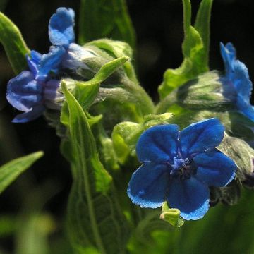 Cynoglossum nervosum