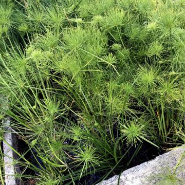 Cyperus haspan