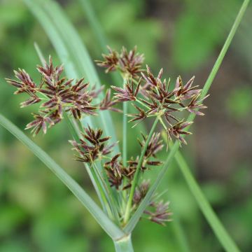 Cyperus longus