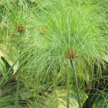 Cyperus papyrus