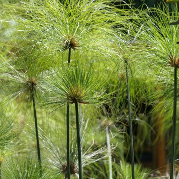 Cyperus papyrus