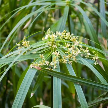 Cyperus alternifolius em sementes - Papiro-umbela