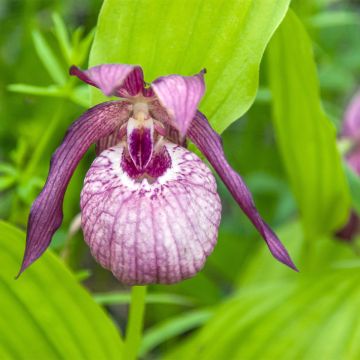 Cypripedium Lucy Pinkepank