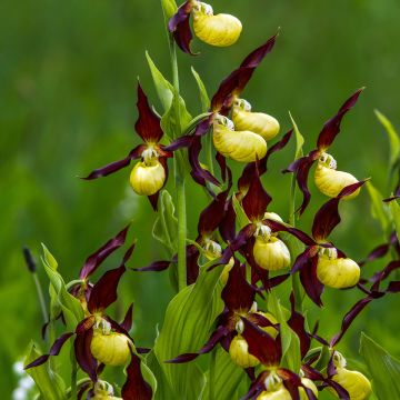 Cypripedium calceolus