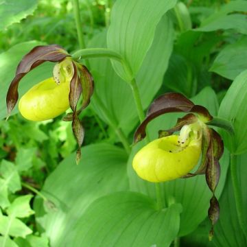 Cypripedium calceolus