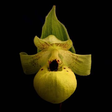 Cypripedium flavum