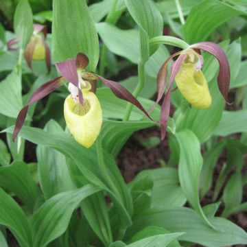 Cypripedium kentuckiense