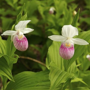 Cypripedium reginae