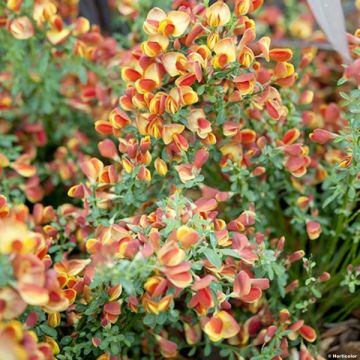 Cytisus scoparius Lena