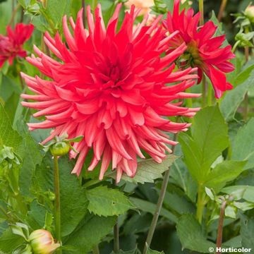 Dália cactus Admiral