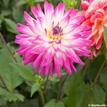 Dália decorativa Dahlia Audace