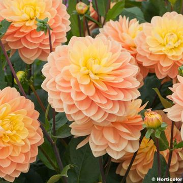 Dália nenúfar Clovis