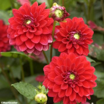 Dália decorativa Crack