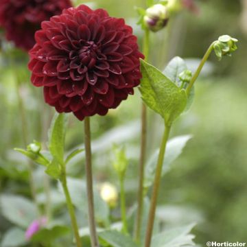 Dália decorativa Faro