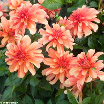 Dália anã Gallery Cobra