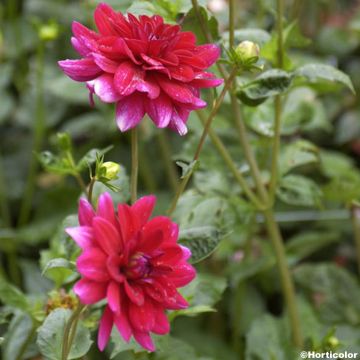 Dália anã La Gioconda