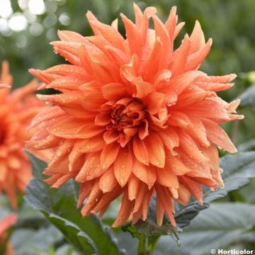 Dália gigante Life Force