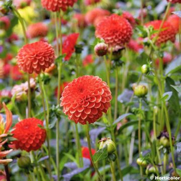 Dália decorativa Magnificat