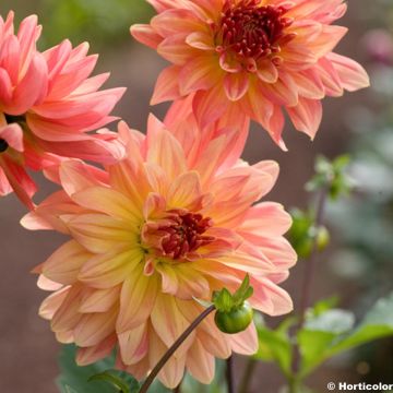 Dália decorativa Melba