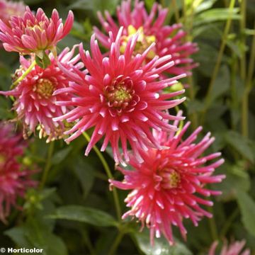 Dália cactus anã Pianella