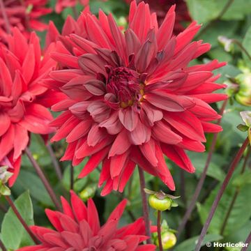 Dália semi-cactus Roi René